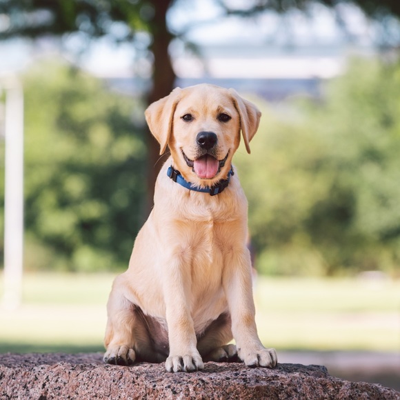 Meet your Posher, Rachel - Picture 4 of 5